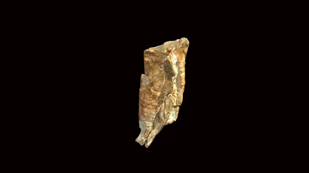 Mastodon molar fragment (VCU_3D_4187)