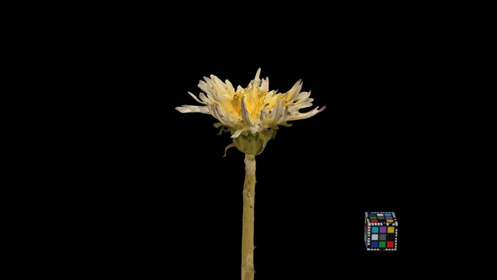 CC0 シロバナタンポポ White-flowering Japanese Dandelion