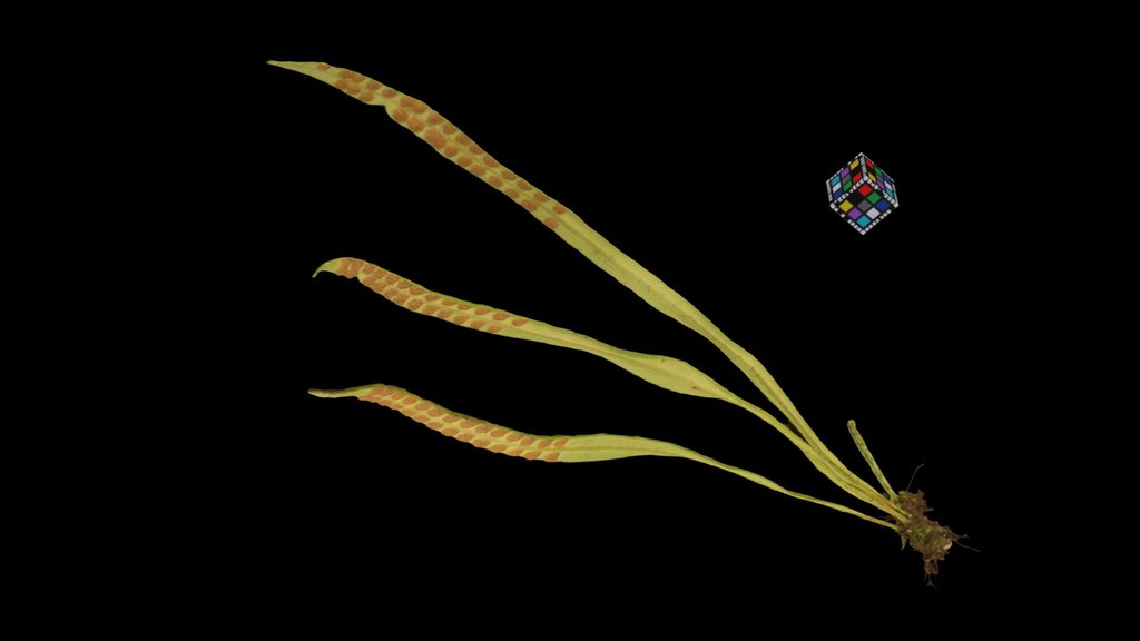CC0 ノキシノブ Weeping Fern, Lepisorus thunbergianus