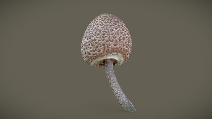 Shaggy Parasol Mushroom (Chlorophyllum rhacodes) 3D Model