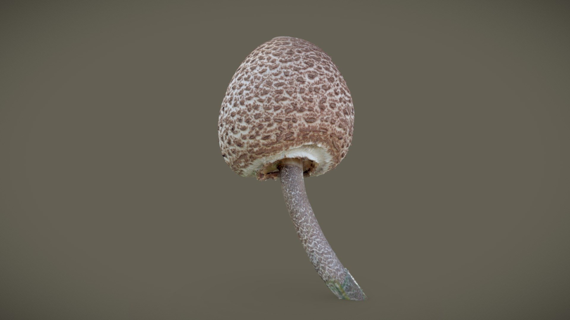 Shaggy Parasol Mushroom (Chlorophyllum rhacodes)