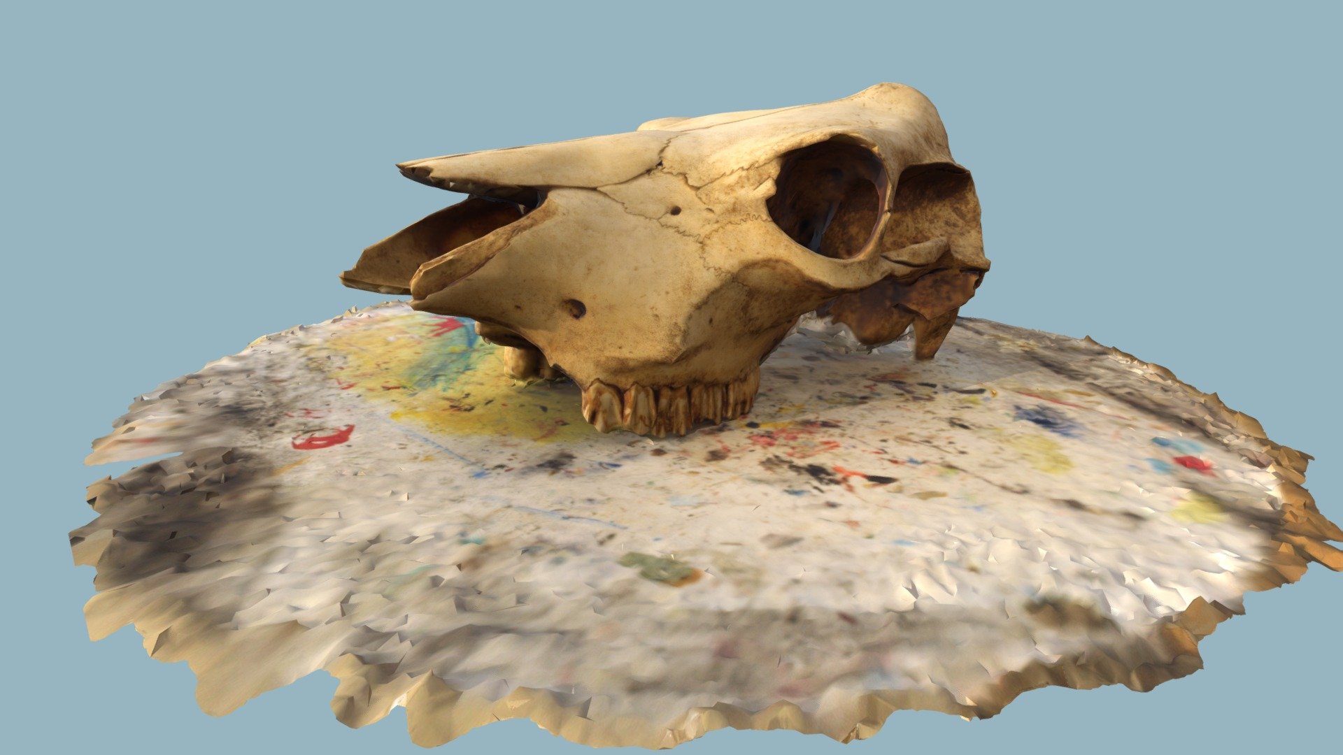 Deer Skull
