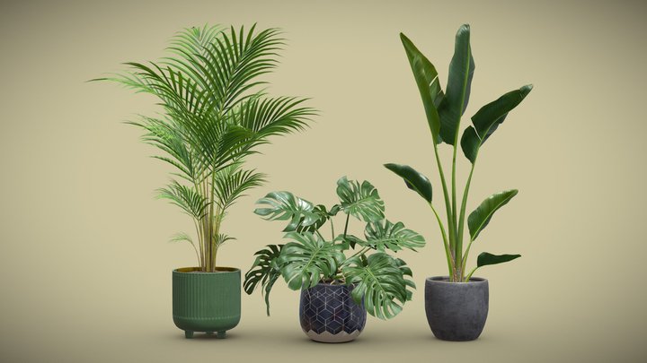 Areca 3D models - Sketchfab