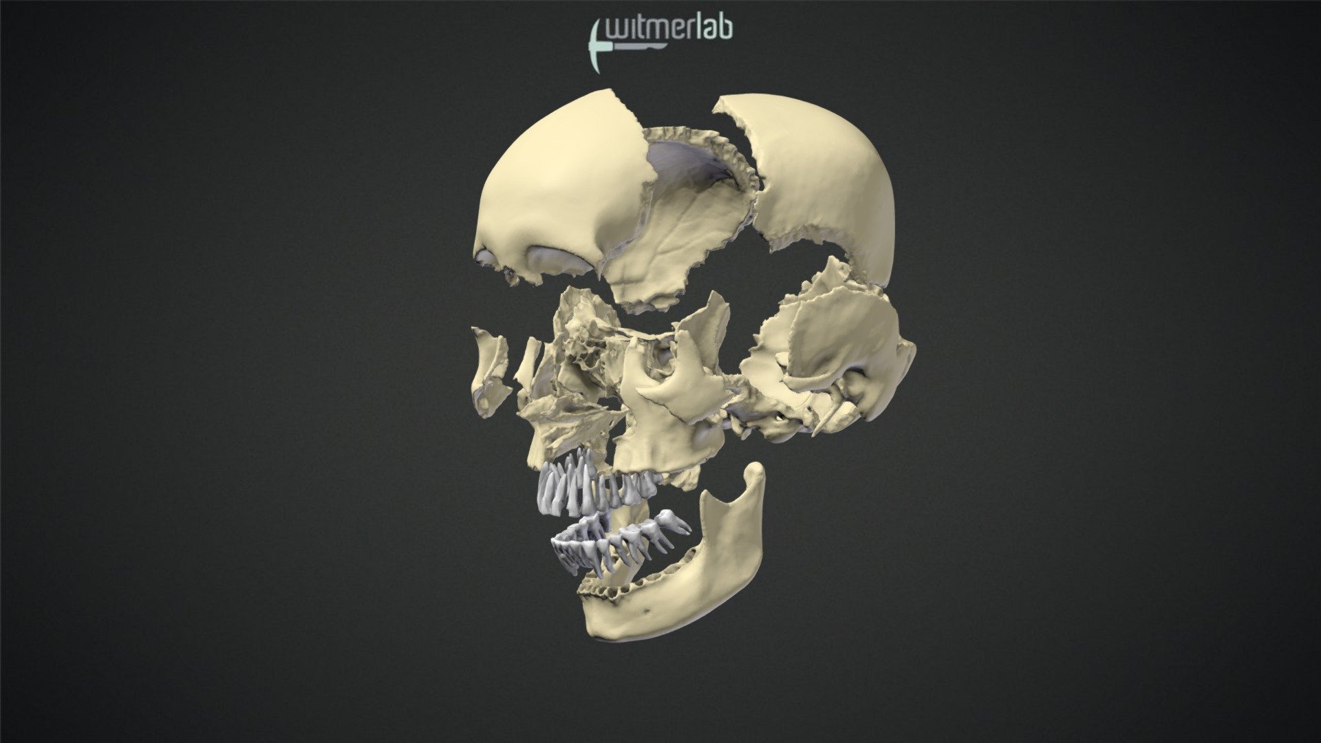 1 SCARY Halloween Hologram sticker of 3D Brain Skull 3" x 3" VERY COOL!!