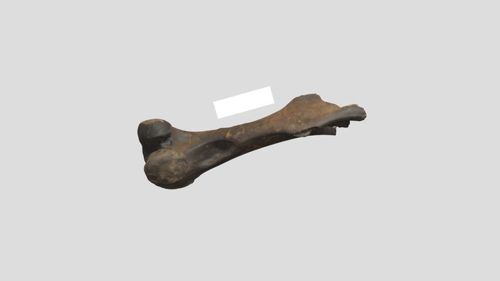 Femur question 3D Model
