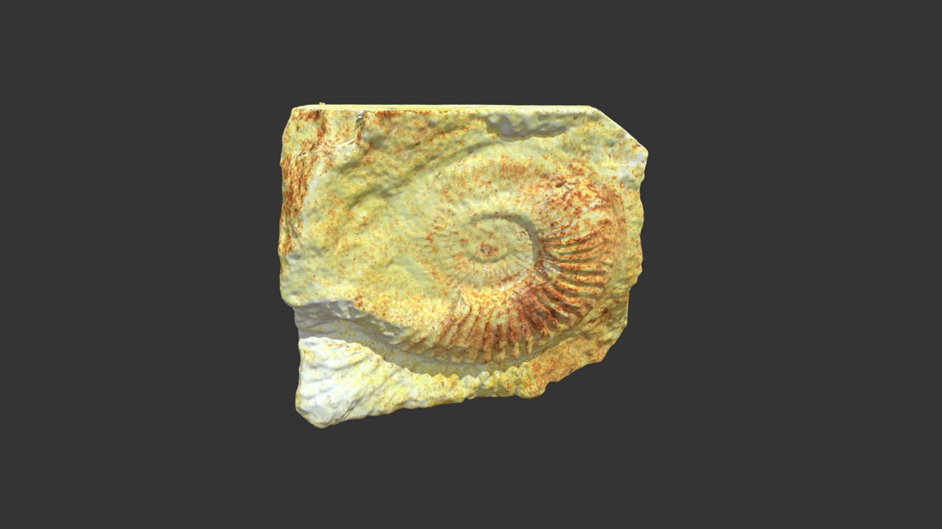 Amoeboceras transitorium