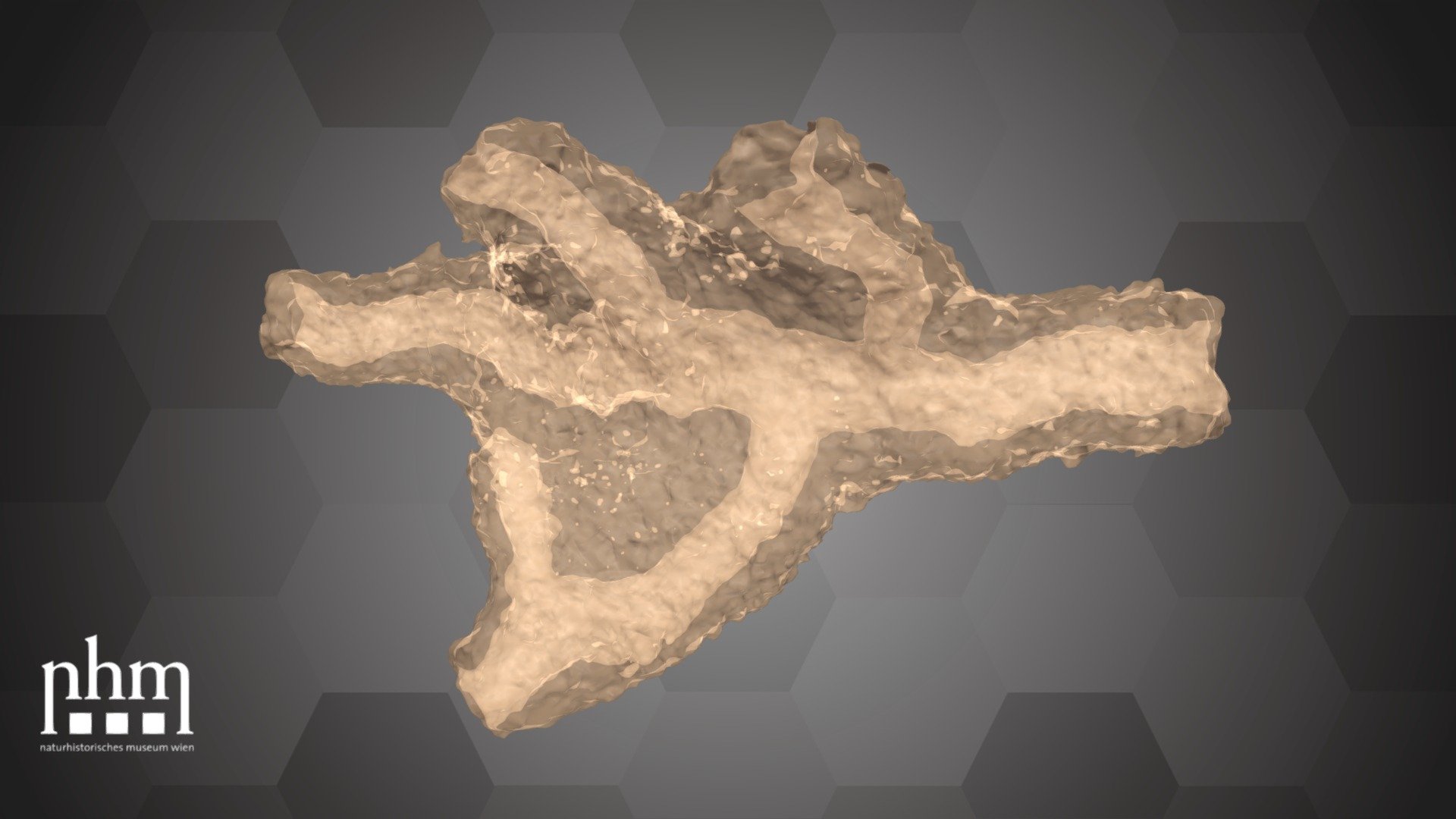 Rhizolith (NHMW-GEO-2022/0136/0001) - Download Free 3D model by Natural ...