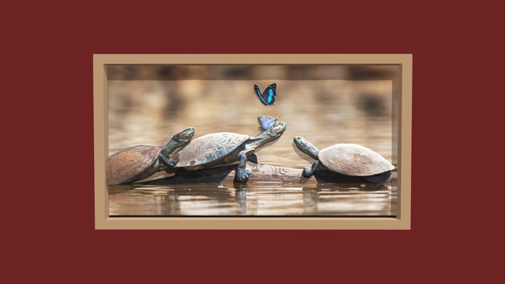 World Turtle Day - 23rd May