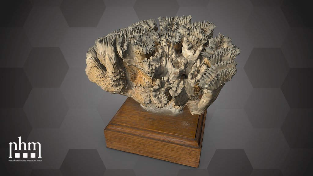Brain root coral (NHMW-ZOO-EV-0015272)