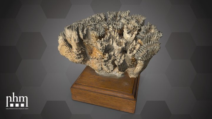 Brain root coral (NHMW-ZOO-EV-0015272) – Gratis 3D-model STL