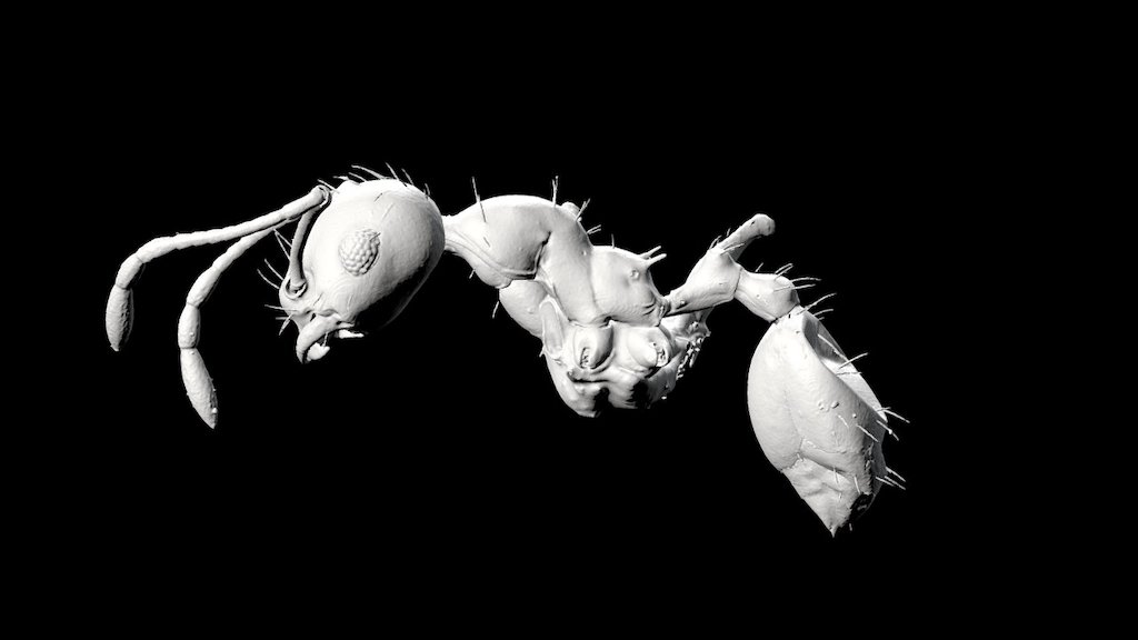 Pheidole GF014 worker