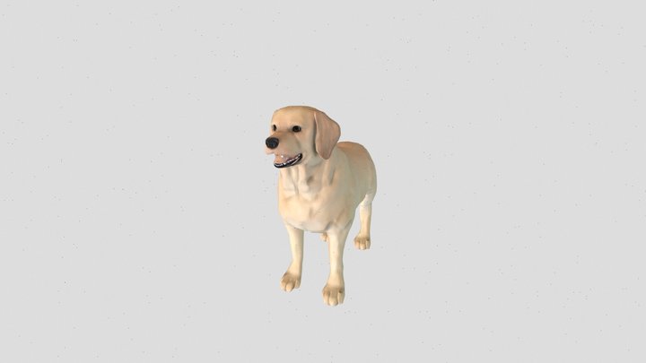 Labrador 3D Realistic 3D Model