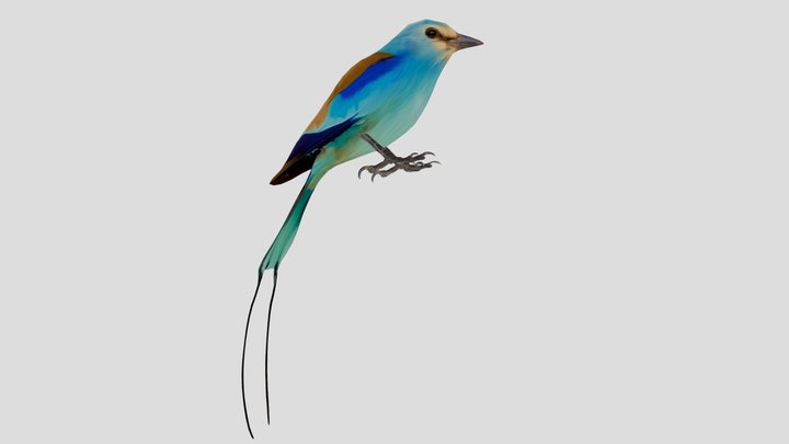 ABYSSINIAN ROLLER 3D Model