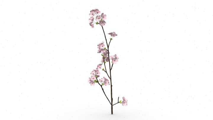 sakura 3D Model