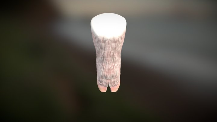 Trimming A Pig Hoof Step 3 3D Model