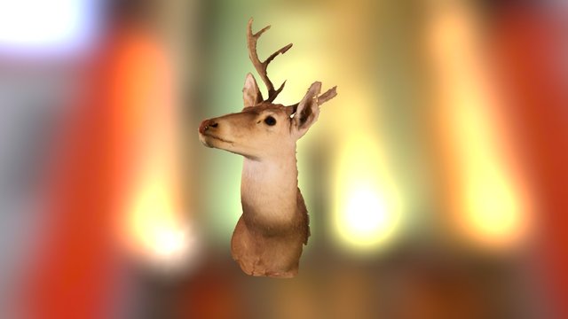 Texas Whitetail Deer Mount 3D Model