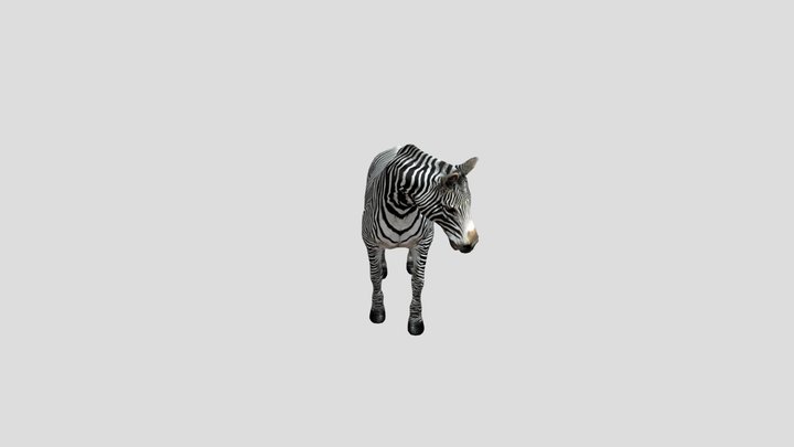Zebra+motions 3D Model
