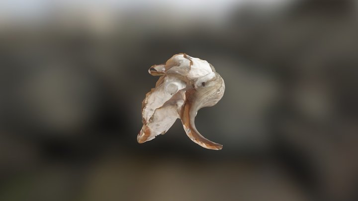 Musk OX Skull 3D Model