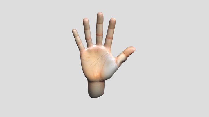 realistic human hand 3D Model