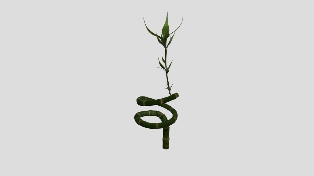 Ornamental Bamboo