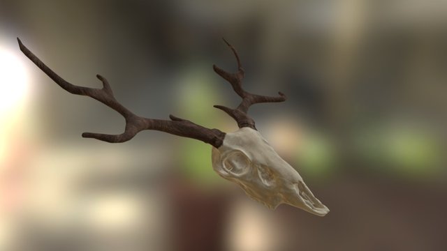 Deer Skull 3D Model