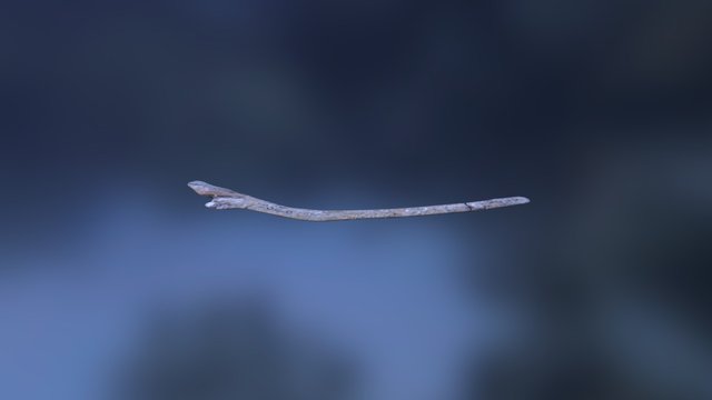 Leedsichthys - Bone 2046 3D Model