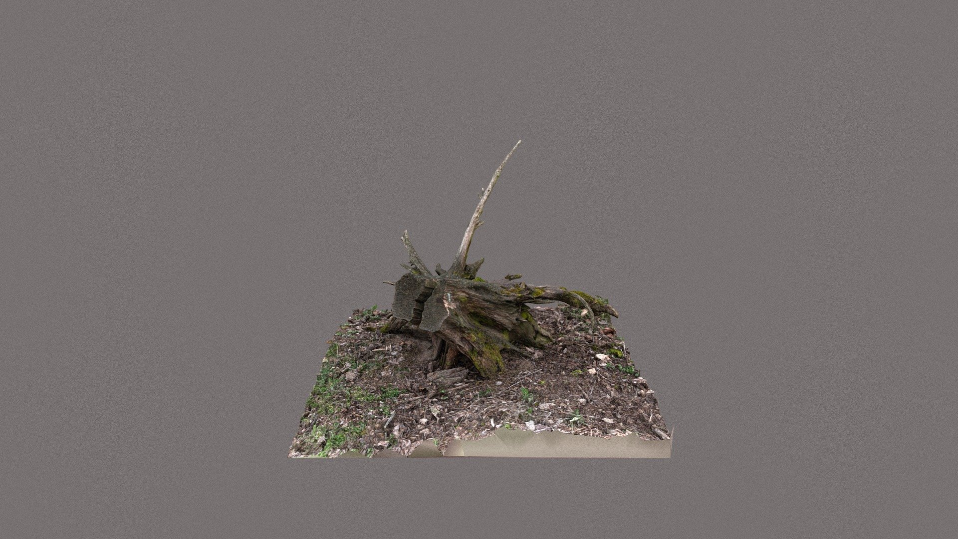 Uprooted tree stump
