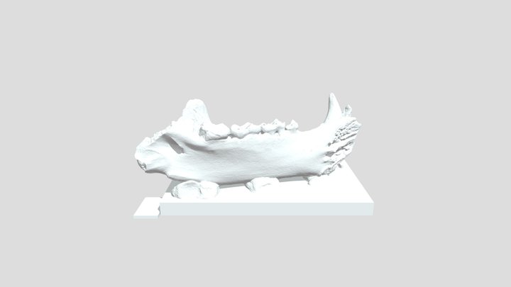 Ursus spelaeus 3D Model