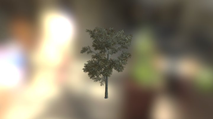 Pine 3D Model