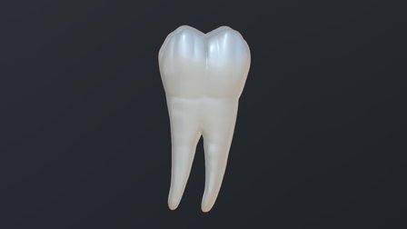 Tooth 31 High Res 3D Model