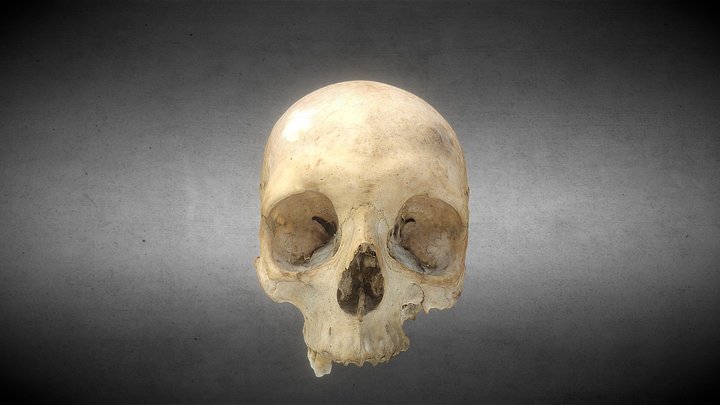 Skull 3D Model