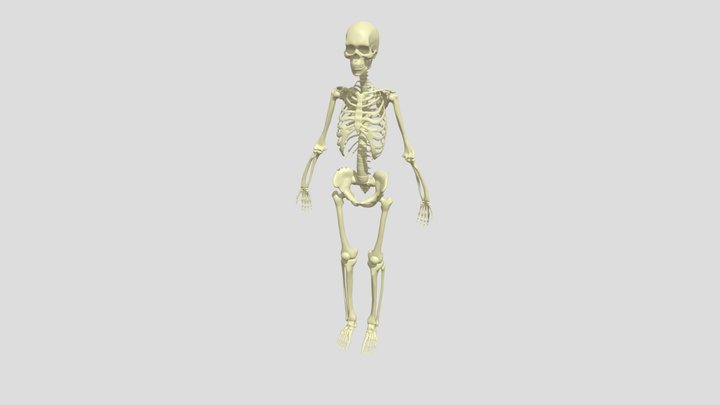 Female_Human_Skeleton_-_ZBrush_-_Anatomy_Study 3D Model