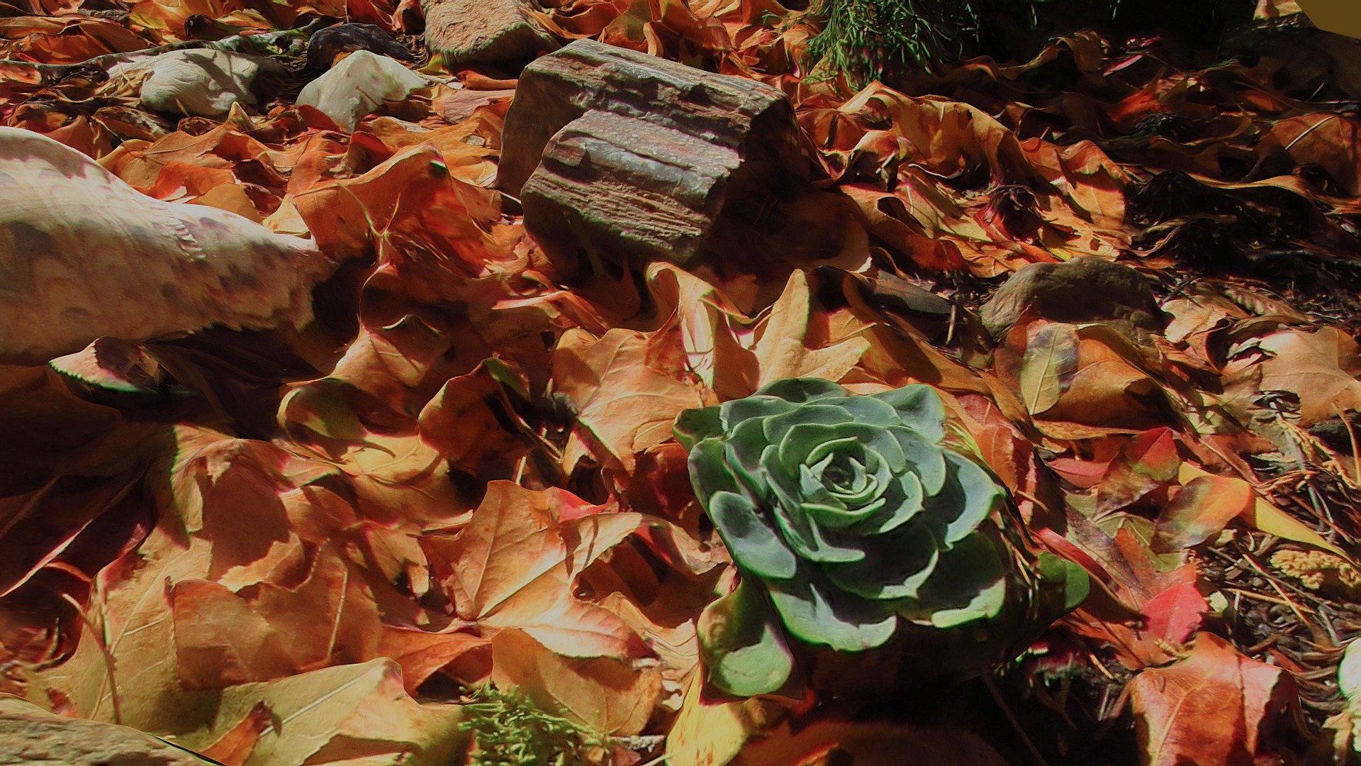 Autumn Rock Garden