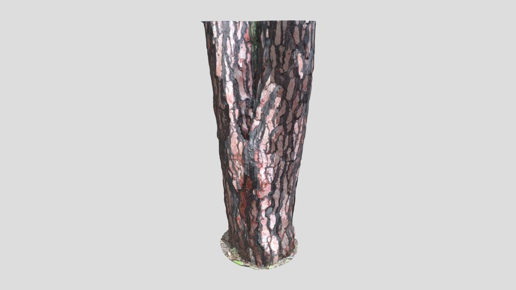 Tree Bark