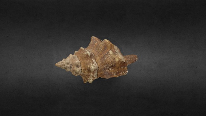 Trapezium Horse Conch 3D Model