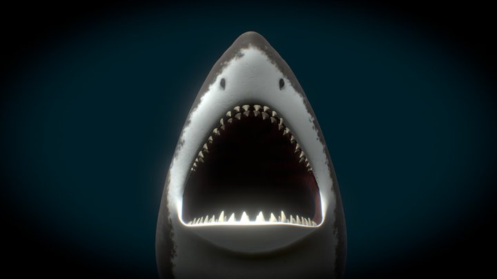 Shark 3D Model