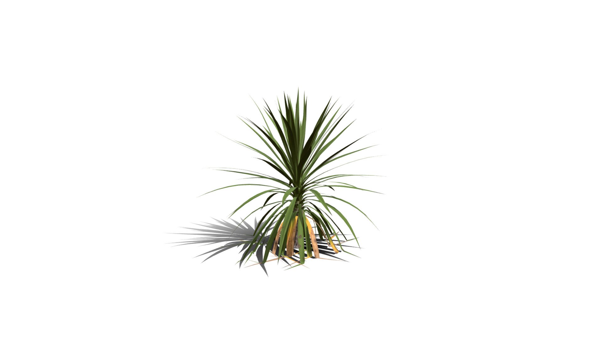 Realistic HD Cabbage tree (31/50) - Download Free 3D model by ...