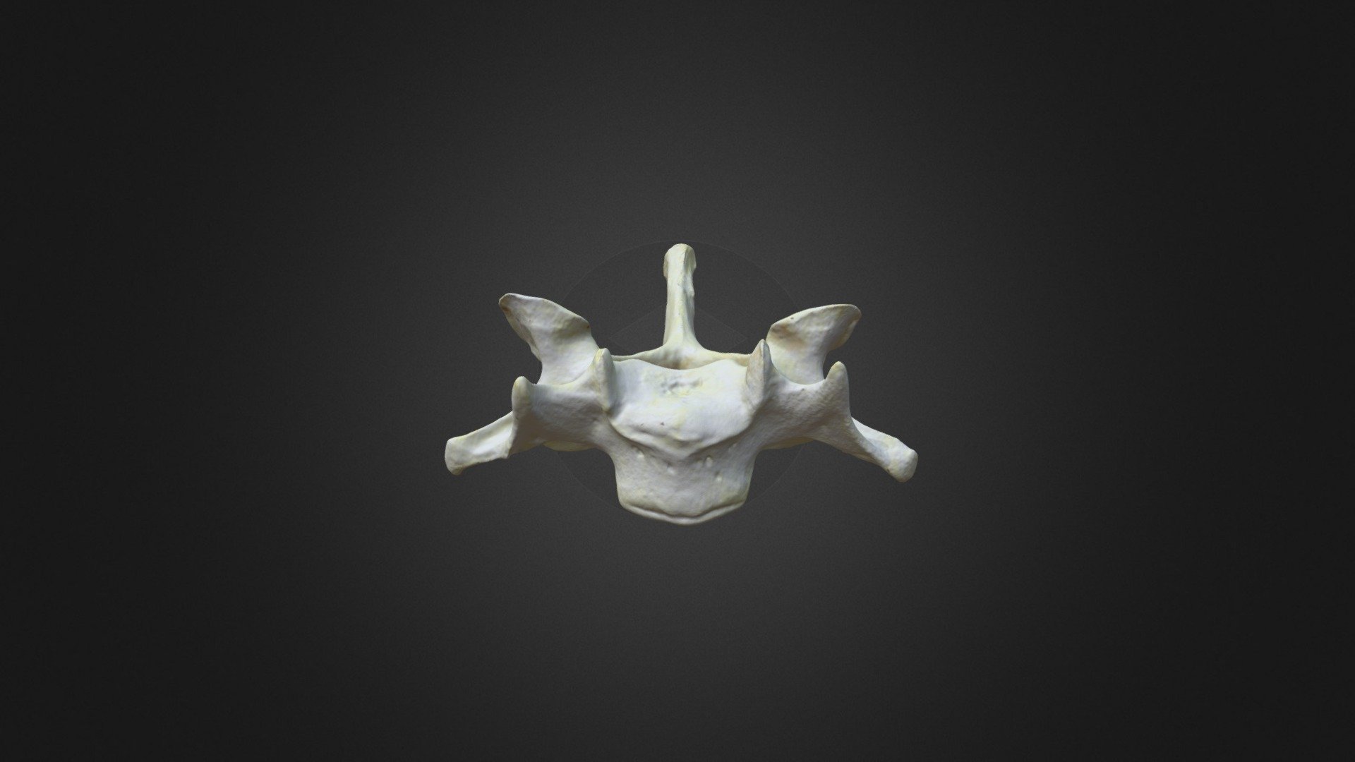 Gorilla gorilla gorilla, C4 vertebra