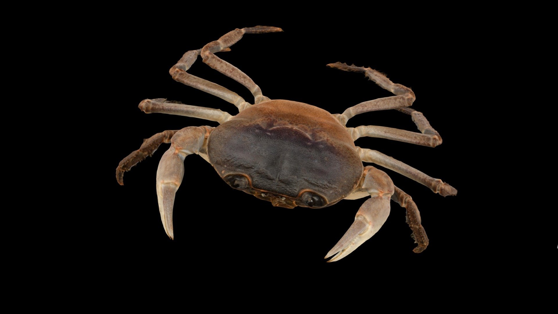 CC0 サワガニ 🦀 ♀ Japanese Freshwater Crab - Download Free 3D