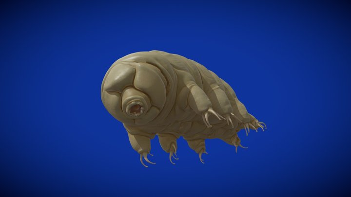Tardígrado – Modello 3D gratuito STL