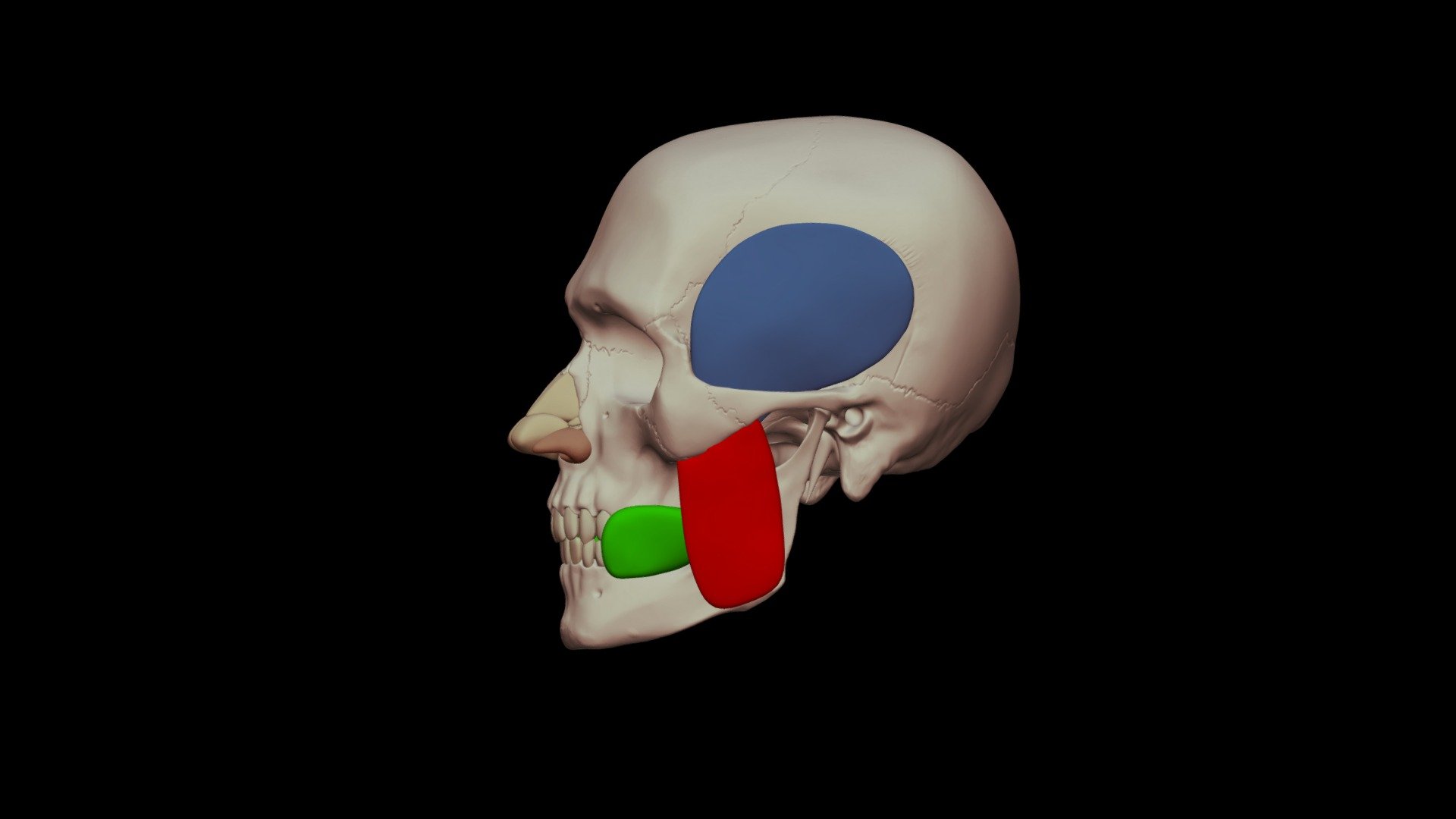 Nose Cartilages - 3D model by Digital Ecorche Massing Models ...