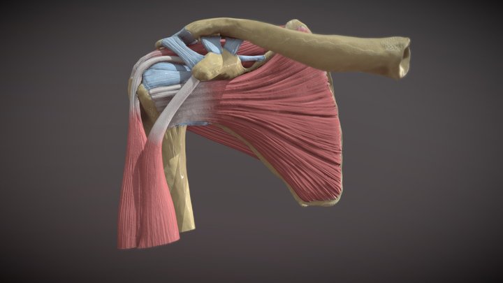 The Glenohumeral Joint 3D Model