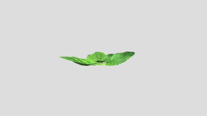 Mint Leaves 3D Model