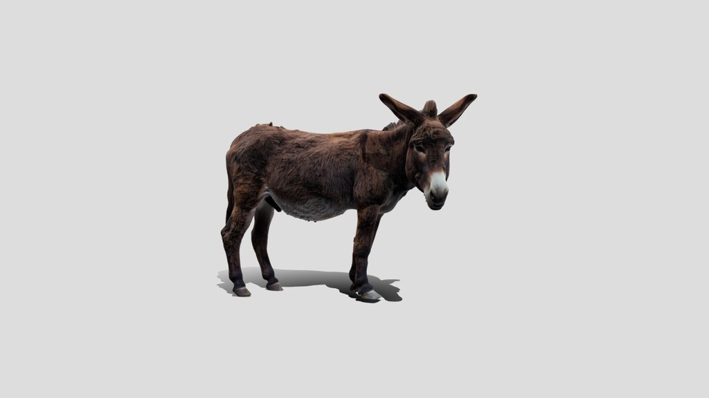 Donkey in Profile