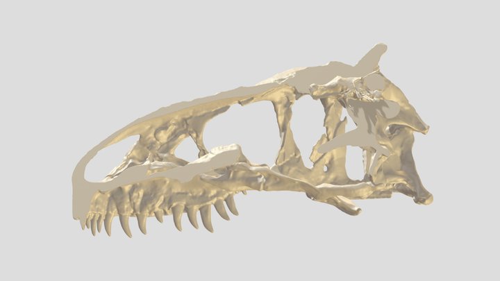 Tyrannosaurus skull & endocast 3D Model