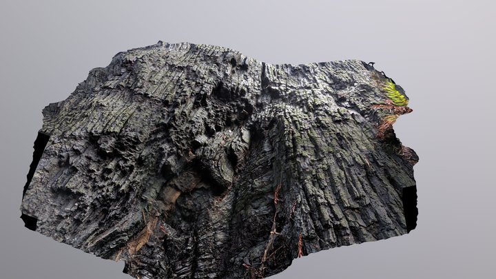Looking up inside a burned redwood tree 3D Model
