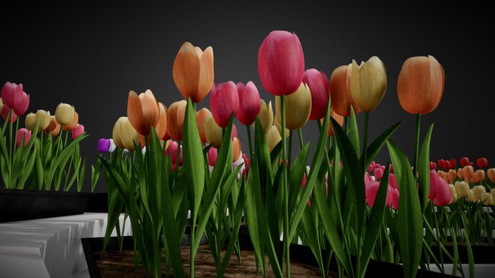 Tulips Collection 3D Model