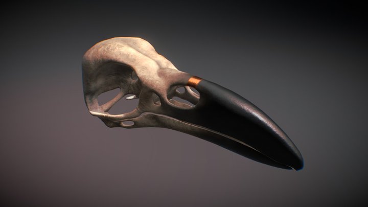 Raven Skull 3D Model