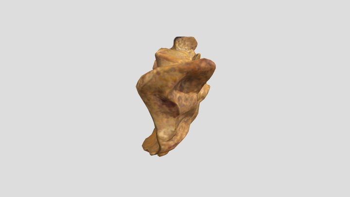 06 Tulang Sacrum 3D Model