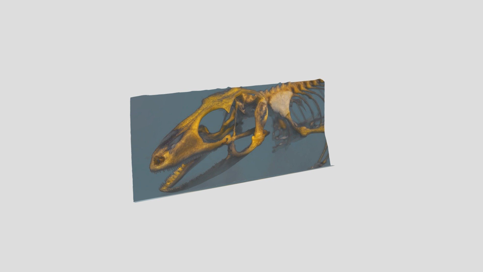 Sheet